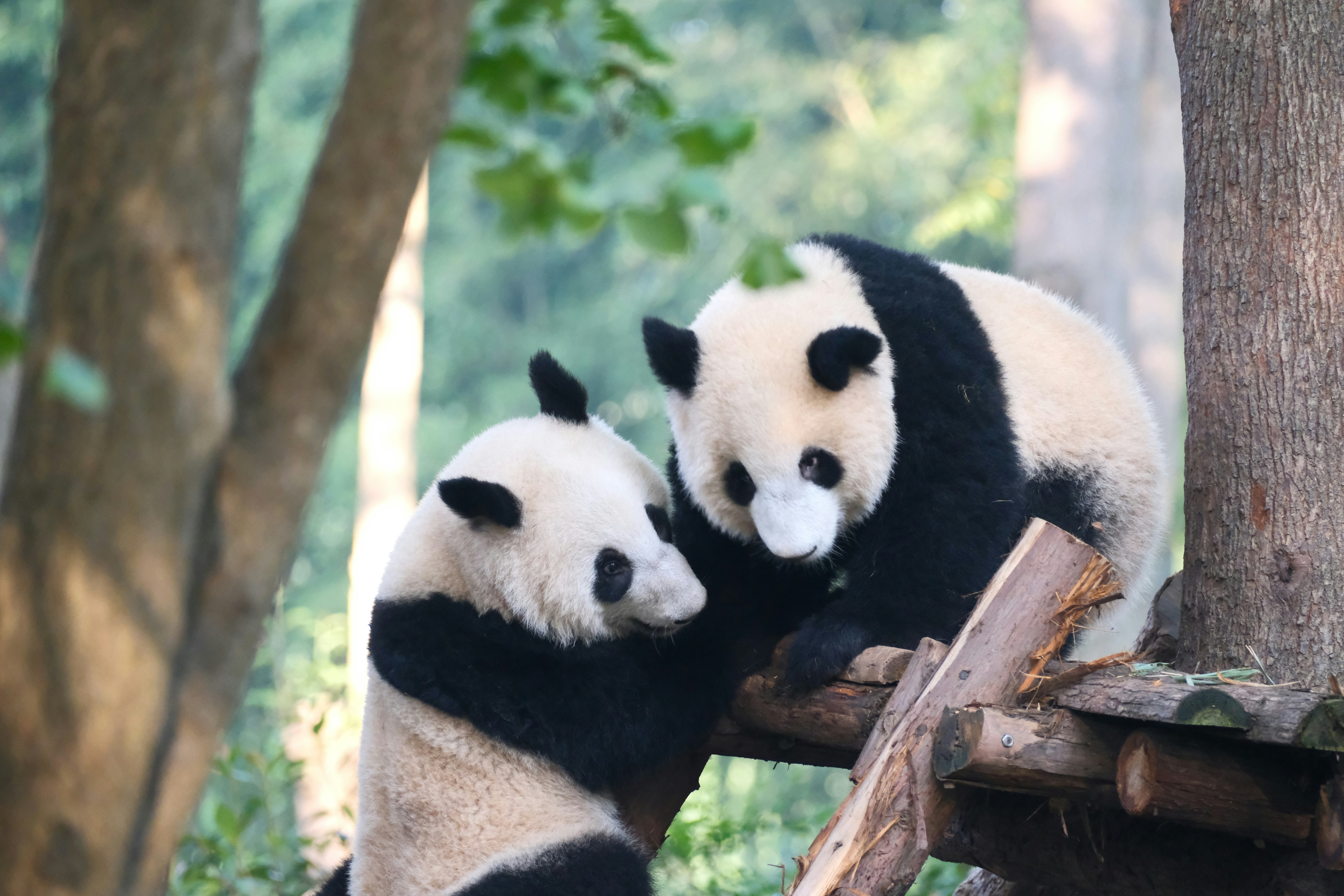 Chengdu